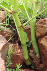 Cyphostemma