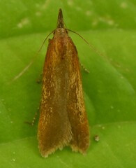 Dichomeris ustalella