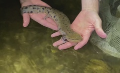 Necturus maculosus