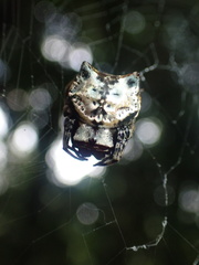 Aspidolasius branicki