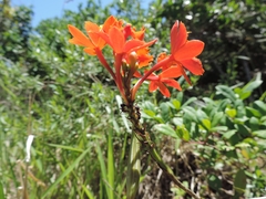 Epidendrum fulgens