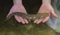 Necturus maculosus