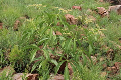 Cyphostemma