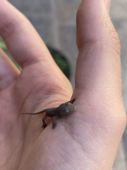 Hemidactylus frenatus