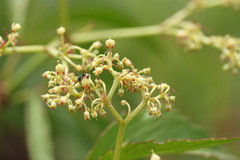 Cyphostemma