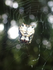 Aspidolasius branicki