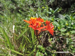 Epidendrum fulgens