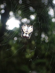 Aspidolasius branicki