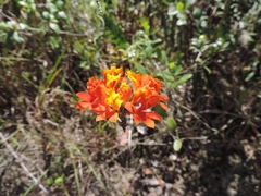 Epidendrum fulgens