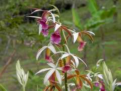 Phaius