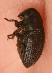 Hylesinus crenatus