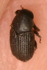 Hylesinus crenatus
