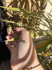 Hemidactylus frenatus