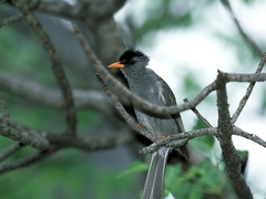 Hypsipetes madagascariensis