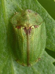 Cassida stigmatica