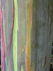 Eucalyptus deglupta