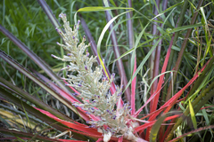Bromelia antiacantha