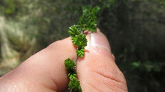 Nothofagus antarctica
