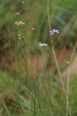 Afroaster serrulatus
