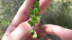 Nothofagus antarctica