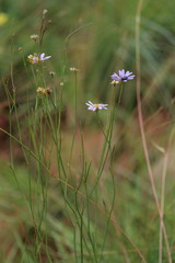 Afroaster serrulatus