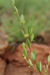 Cryptolepis oblongifolia