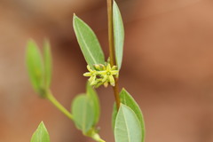 Cryptolepis oblongifolia