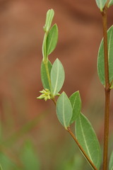 Cryptolepis oblongifolia