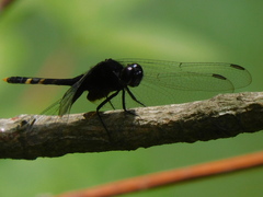 Erythemis attala