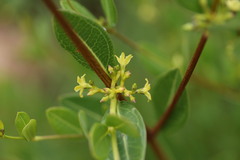Cryptolepis oblongifolia
