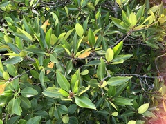 Rhizophora apiculata