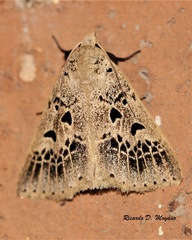 Herminodes atrosignata