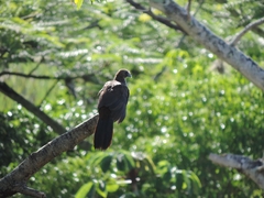 Ortalis squamata