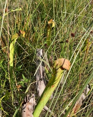 Sarracenia minor