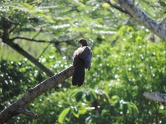 Ortalis squamata