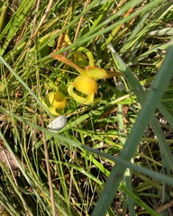 Sarracenia minor
