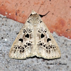 Herminodes atrosignata