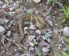 Crotalus willardi