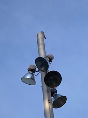 Falco tinnunculus tinnunculus