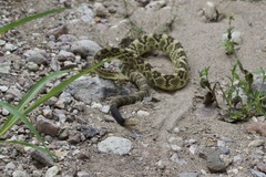 Crotalus molossus molossus