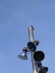 Falco tinnunculus tinnunculus