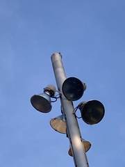 Falco tinnunculus tinnunculus