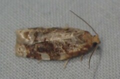 Archips argyrospila