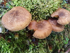Lepiota calcicola