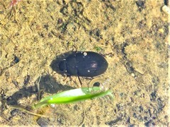 Hydrobius