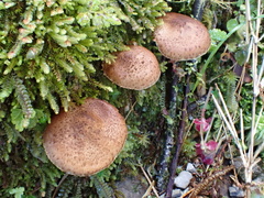 Lepiota calcicola
