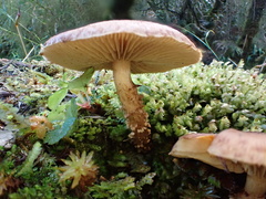 Lepiota calcicola