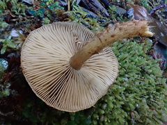 Lepiota calcicola