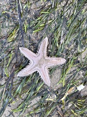 Astropecten verrilli