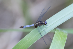 Erythrodiplax paraguayensis